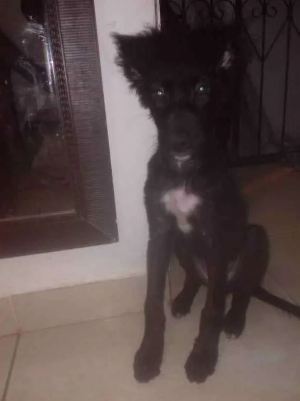 Cachorro raça Vira lata idade 2 a 6 meses nome Luna