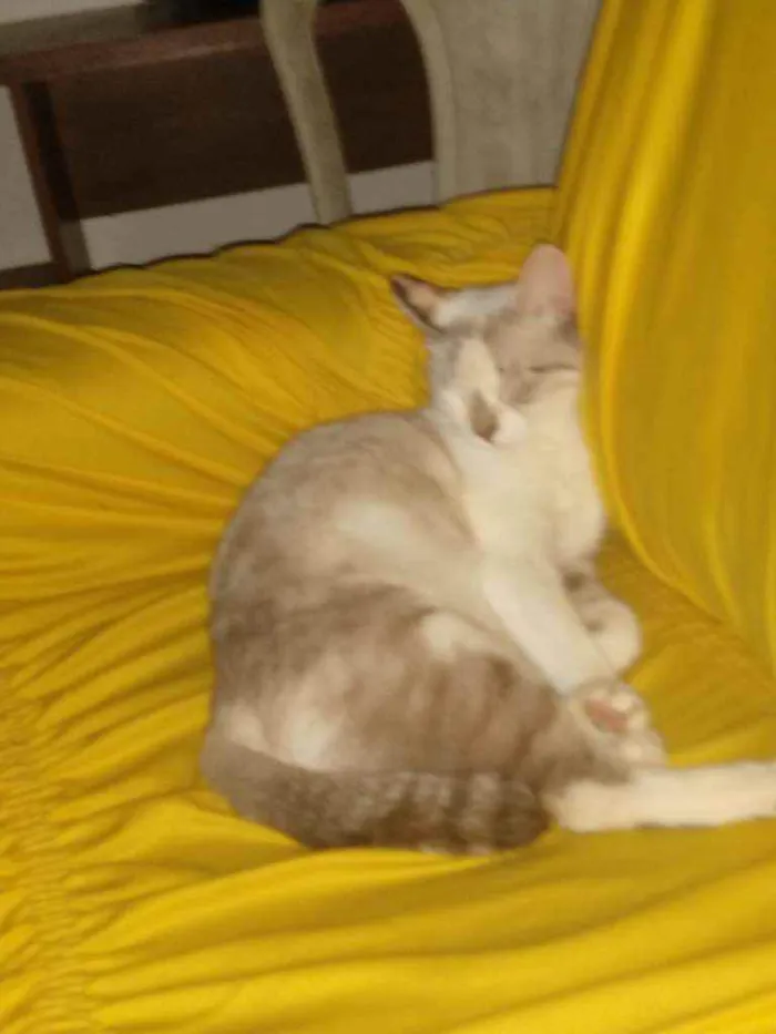 Gato ra a Raciada idade 7 a 11 meses nome Safira