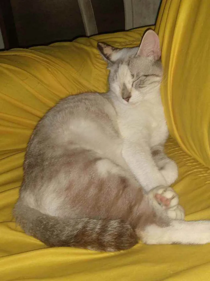 Gato ra a Raciada idade 7 a 11 meses nome Safira