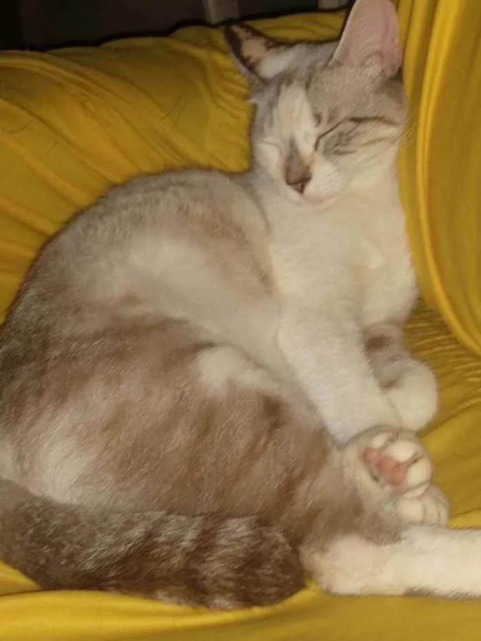 Gato ra a Raciada idade 7 a 11 meses nome Safira