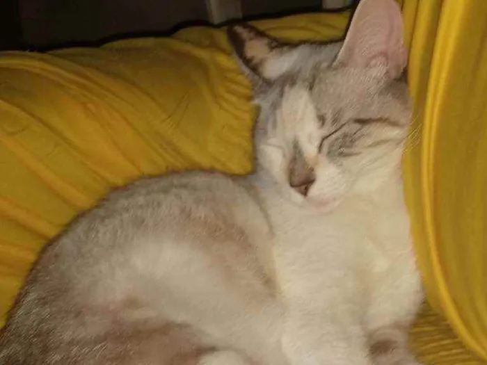 Gato ra a Raciada idade 7 a 11 meses nome Safira