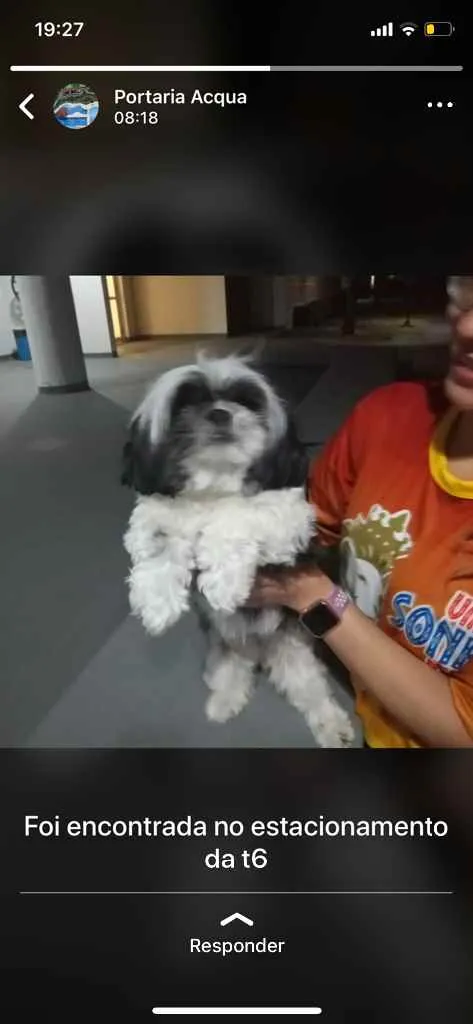 Cachorro raça Shitzu idade  nome Sem nome