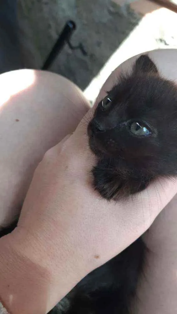 Gato ra a Sem Raça idade 2 a 6 meses nome Não tem