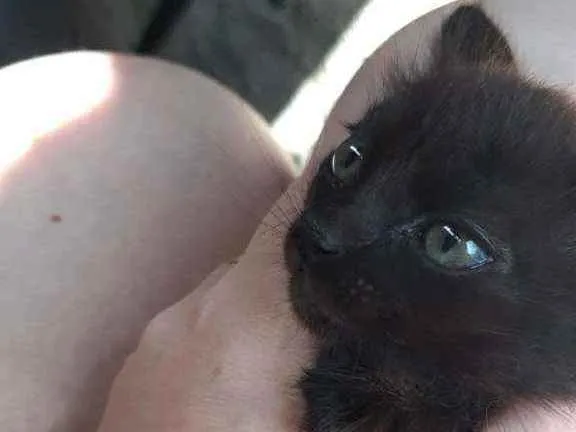 Gato ra a Sem Raça idade 2 a 6 meses nome Não tem