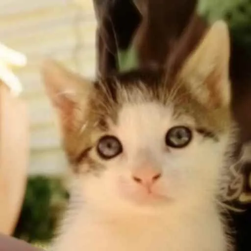 Gato ra a SRD idade 2 a 6 meses nome Maia 