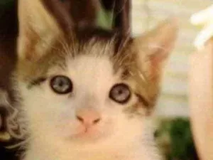 Gato raça SRD idade 2 a 6 meses nome Maia 