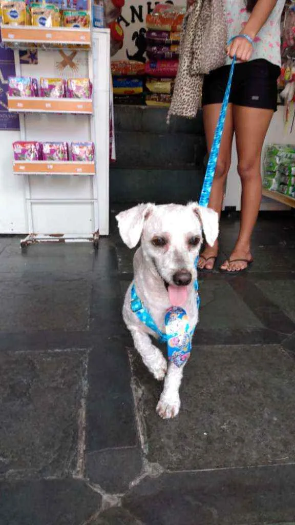 Cachorro raça Poodle idade 3 anos nome Jim
