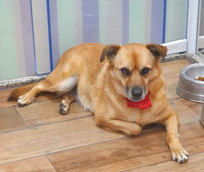 Cachorro ra a SRD idade 3 anos nome ZARA