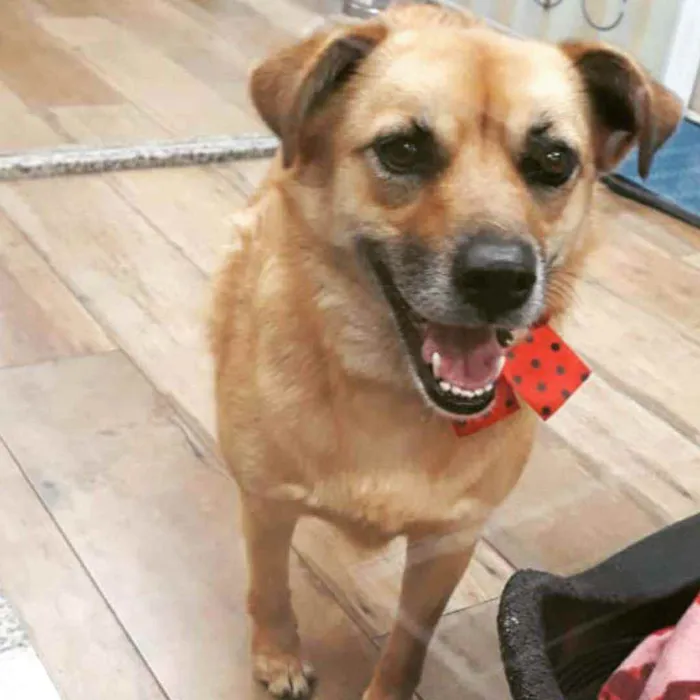 Cachorro ra a SRD idade 3 anos nome ZARA