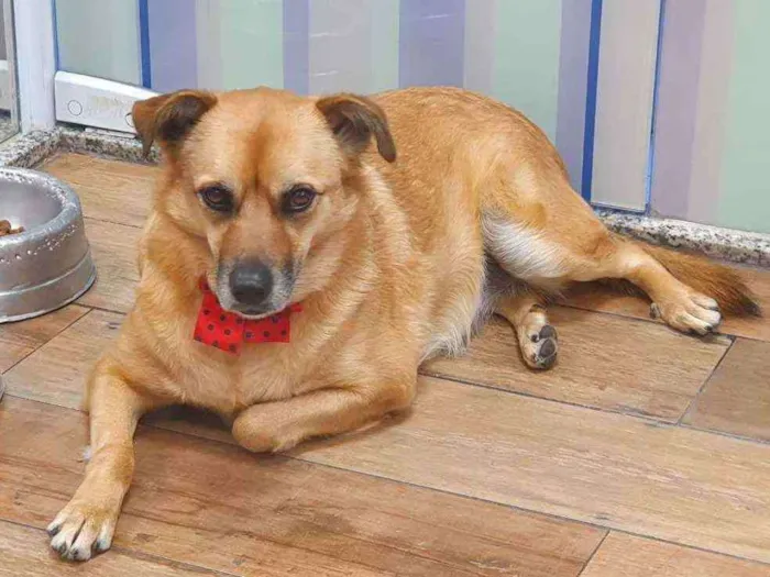 Cachorro ra a SRD idade 3 anos nome ZARA