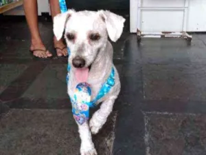 Cachorro raça Poodle idade 3 anos nome Jim