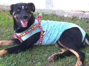 Cachorro raça SRD-ViraLata idade 1 ano nome Nala
