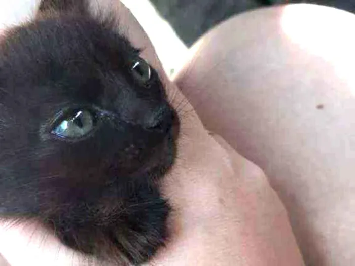 Gato ra a Sem Raça idade 2 a 6 meses nome Não tem