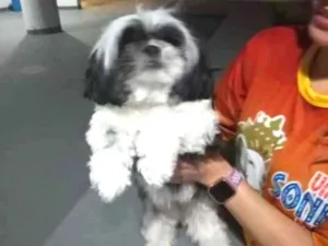 Cachorro raça Shitzu idade  nome Sem nome