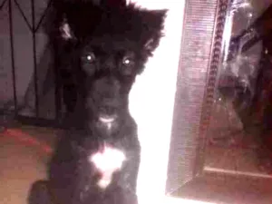 Cachorro raça Vira lata idade 2 a 6 meses nome Luna