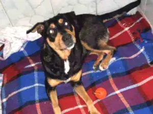 Cachorro raça Srd idade 2 anos nome Sandy