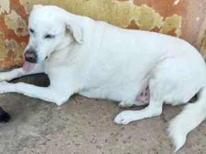 Cachorro raça SRD-ViraLata idade 5 anos nome Flocos