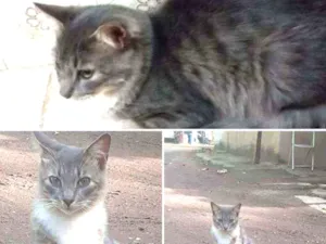 Gato raça Srd idade 1 ano nome Bento