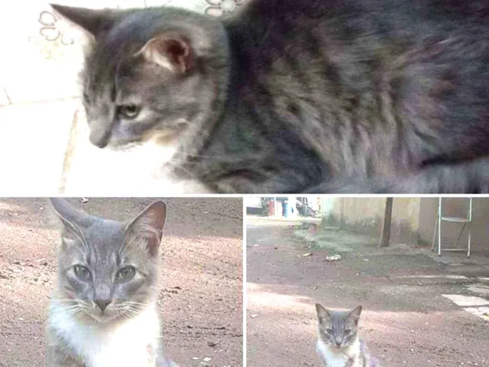 Gato ra a Srd idade 1 ano nome Bento