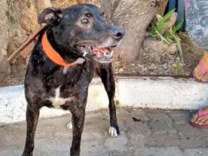 Cachorro raça SRD idade 2 anos nome Brad