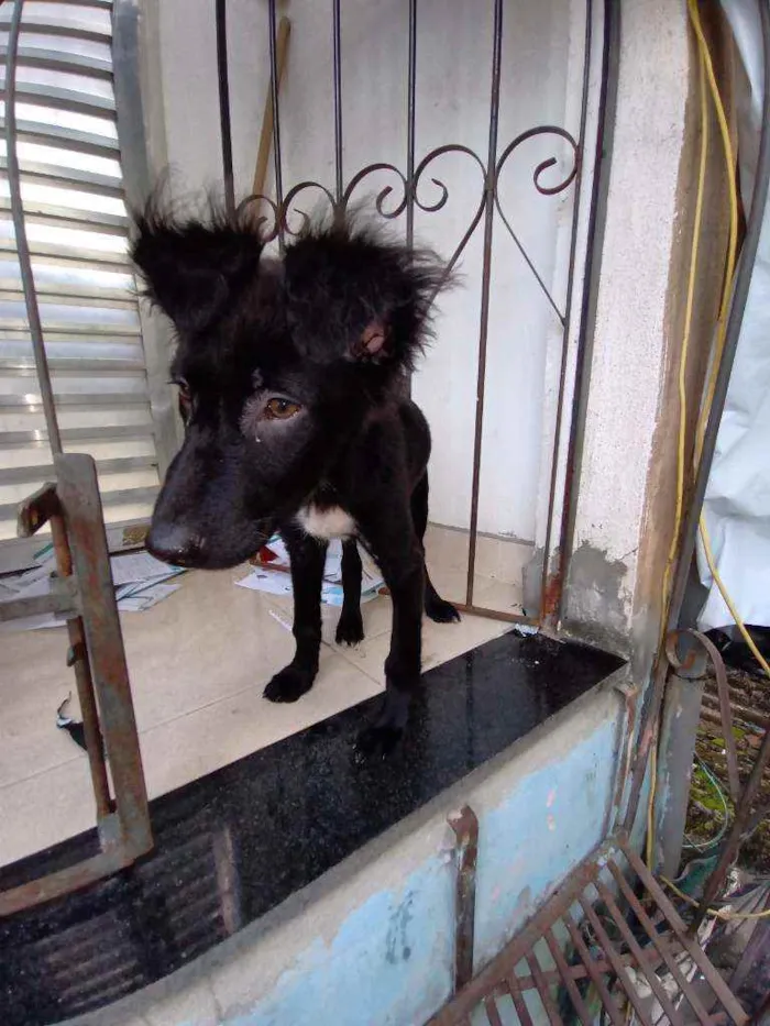 Cachorro raça Vira lata idade 2 a 6 meses nome Luna