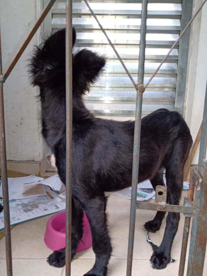 Cachorro raça Vira lata idade 2 a 6 meses nome Luna