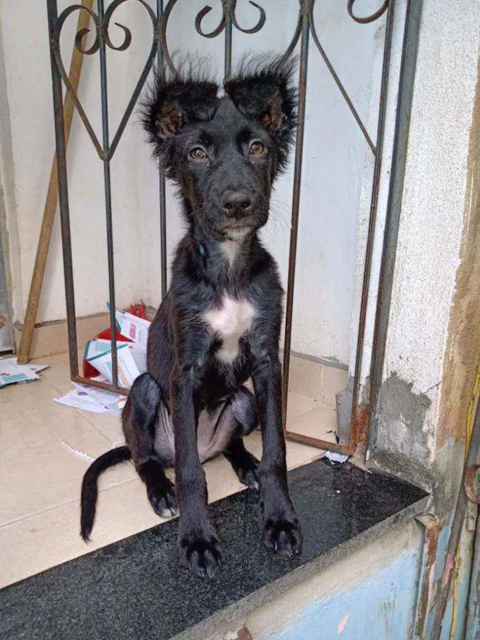 Cachorro raça Vira lata idade 2 a 6 meses nome Luna