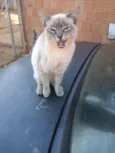 minie e cinzinha