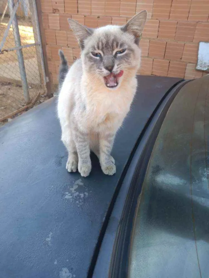 Gato raça nao sei idade 2 a 6 meses nome minie e cinzinha