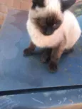 minie e cinzinha