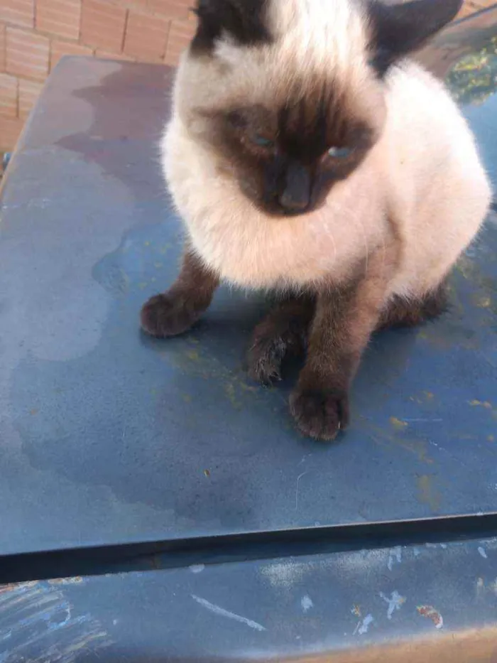 Gato raça nao sei idade 2 a 6 meses nome minie e cinzinha