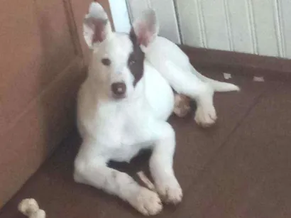 Cachorro raça  idade 2 a 6 meses nome Doris