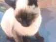 minie e cinzinha