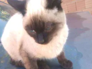 Gato raça nao sei idade 2 a 6 meses nome minie e cinzinha