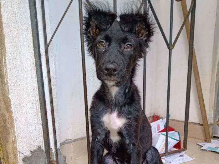 Cachorro raça Vira lata idade 2 a 6 meses nome Luna