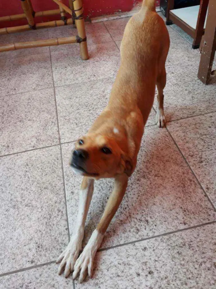 Cachorro ra a SRD idade 1 ano nome Mel