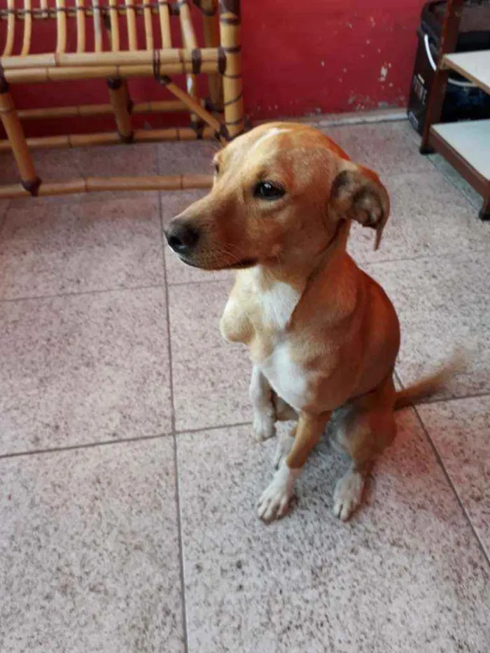 Cachorro ra a SRD idade 1 ano nome Mel