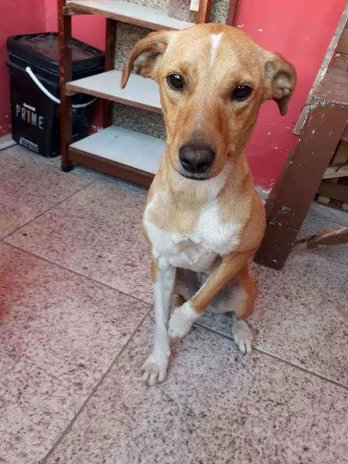 Cachorro ra a SRD idade 1 ano nome Mel