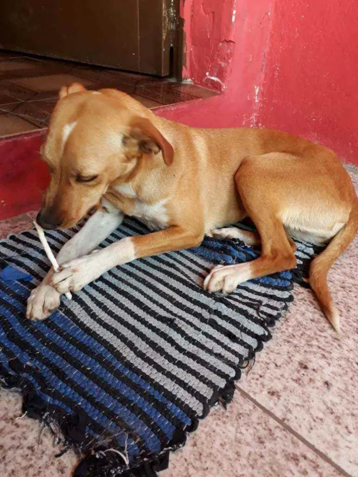 Cachorro ra a SRD idade 1 ano nome Mel