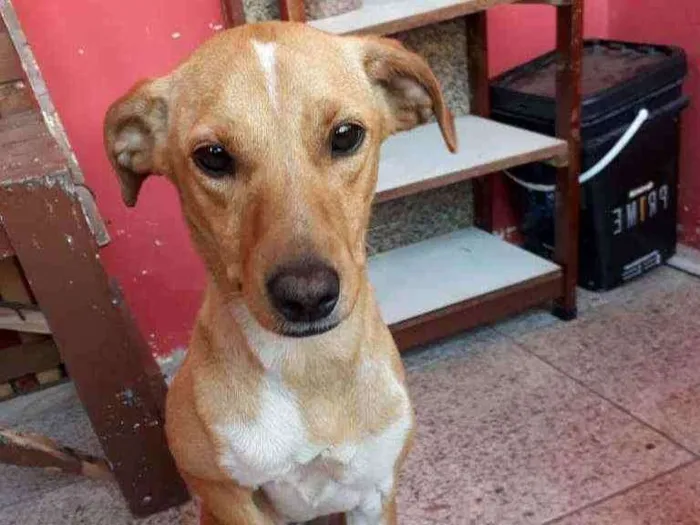 Cachorro ra a SRD idade 1 ano nome Mel