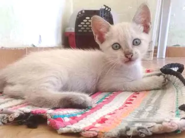 Gato ra a SRD-ViraLata idade 2 a 6 meses nome Joaquina