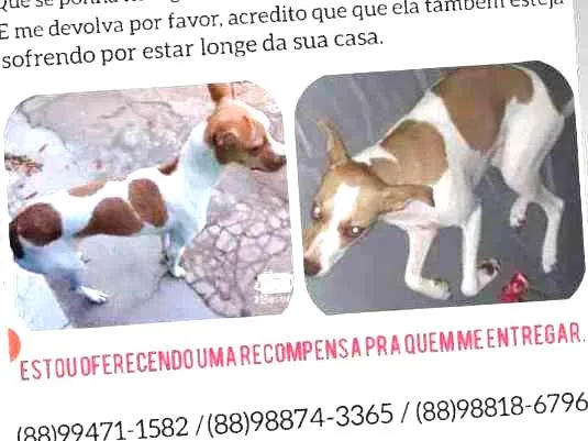 Cachorro ra a Vira lata idade 1 ano nome Perola