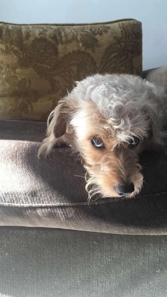 Cachorro raça Indefinida idade 2 anos nome Beatriz