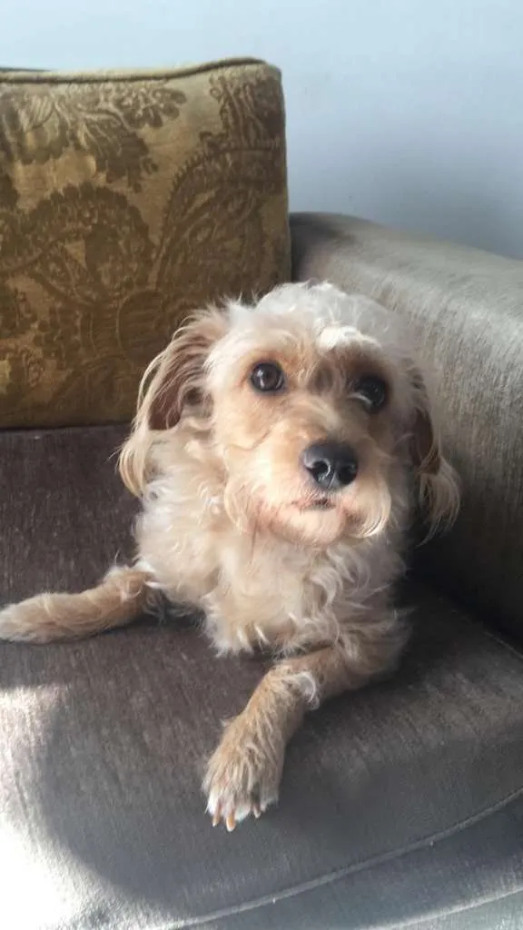 Cachorro raça Indefinida idade 2 anos nome Beatriz