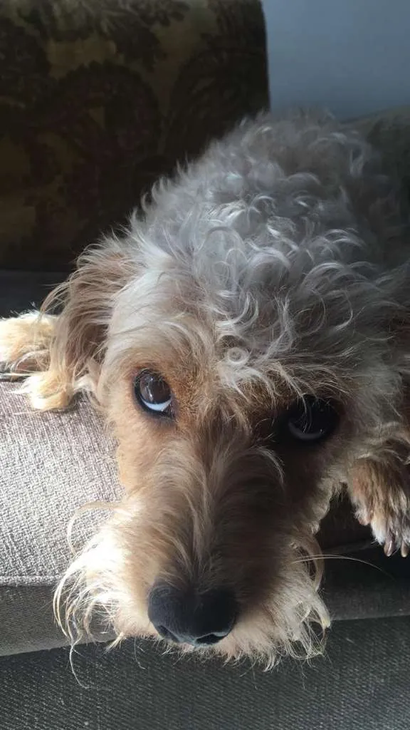 Cachorro raça Indefinida idade 2 anos nome Beatriz