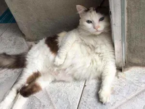 Gato raça Não  idade 6 ou mais anos nome Mini e Princesa