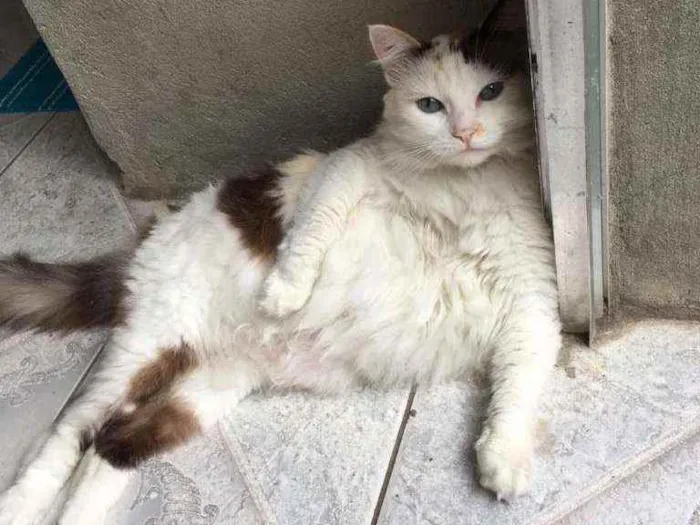 Gato ra a Não  idade 6 ou mais anos nome Mini e Princesa
