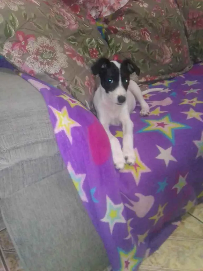 Cachorro ra a  idade 2 a 6 meses nome Isis