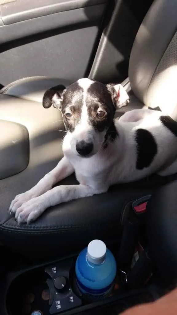 Cachorro ra a  idade 2 a 6 meses nome Isis