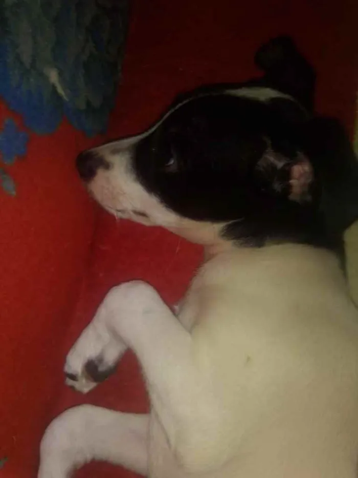 Cachorro ra a  idade 2 a 6 meses nome Isis